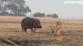 Brave Hippo Outruns Lions as They Bite His Behind || Dogtooth Media