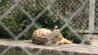 Serval, Axe Valley Wildlife Park (15th March 2022)