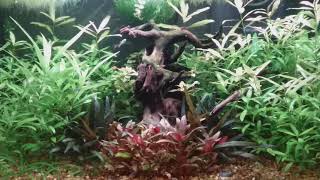 20 Gallon walstad aquarium, cherry shrimp and young gouramis, 8 month update (no co2 or ferts added)