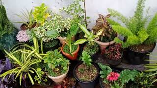 winter me kaise kare plants ki care.#winterplants. how to take care plants in Winter