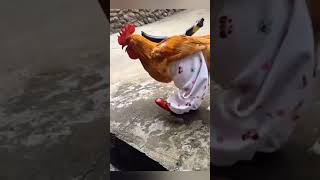 #shorts #chicken