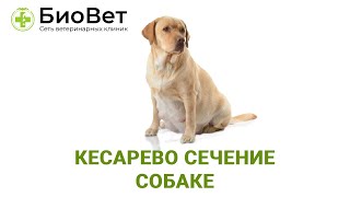 Кесарево сечение кошкам и собакам