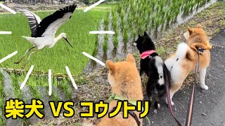 柴犬家族とコウノトリと一緒にお散歩したら柴犬の天然ぶりがかわいい