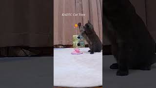 Newly Released KADTC Cat Toy W10120#cat #kitten #cattoys #foryou  #kadtc #kadtctoy