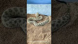 Christian viper snake 🐍 | Dangerous Snake | #shorts_viral #shorts