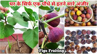 Fig Tree Growing And Harvesting At Home (With Updates) How To Grow Anjeer Plant #Gardening #Figs