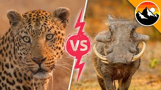 Leopard vs. Warthog!