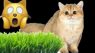 😸🌿 РЕАКЦИЯ КОШКИ на траву (Соня первый раз видит зелень)