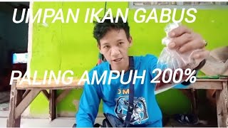 Umpan ikan gabus rawa paling ampuh 200% nyedot jagoan mancing