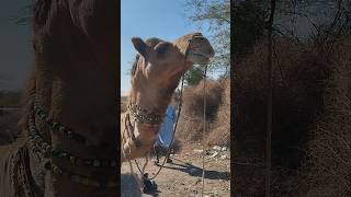 Heaviest Camel أثقل الجمل || اسئلة نص الليل #shorts #short #shortvideo