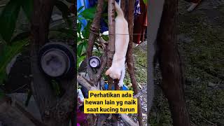 akhirnya anak kucing bisa turun tapi ada hewan lain yang naik | kelanjutan video sebelumnya