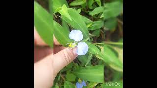 commelina virginica pertence a família flor do dia 😱😍💮 #amei #flores #shorts