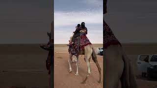 Camel Ride Red Sand Riyadh Saudi