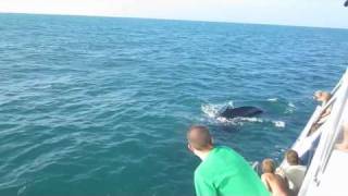 Awesome Humpback Whale Encounter