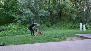 Funtastic K9 Training | Teaching Clutch Possession Games | Ivan Balabanov Training