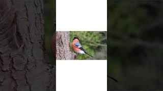 A unique bird is singing beautifully#short #shorts_videos #short clip |birds short videos|