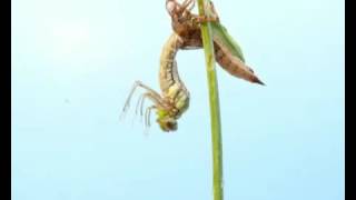 Dragonfly Emergence