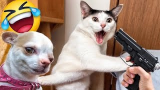 funny cat videos 😂 can't stop laughing kittens 😹 try not to laugh