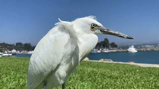 A White Pelican Came To Visit Us At Dad’s Beach