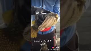 سبحان الخالق خلق فأبدع🤲