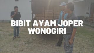 Bibit Ayam Joper Wonogiri