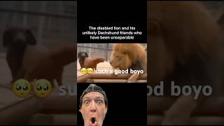 When fear doesn’t exist#dog #memes #funny #music #viral #shorts #greenscreen #animals #lion #weiner