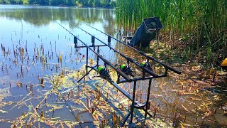 ЗРОБИВ НОВЕ МІСЦЕ І НАТАСКАВ РИБИ. Ловля коропа на флет фідер