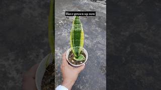 baby snake plants have grown up now. #snakeplantcare #ytshortsvideo #shortvideo #the_home_botanist