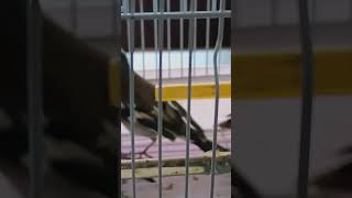 Chaf finches #goldfinch_singing #beautiful #birds #finches #shorts