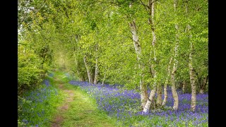 Spring to winter in North Cliffe Wood East Yorkshire