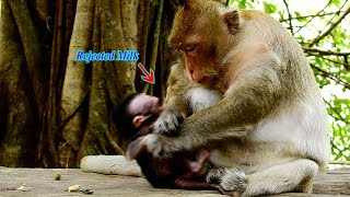 Full action of monkey mom Tara denied milk baby Tia