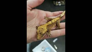 Crested Gecko: Arboreal, nocturnal lizard, eyelash-like crests, New Caledonia.