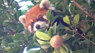 【red panda】Wild fruits are the best in summer!