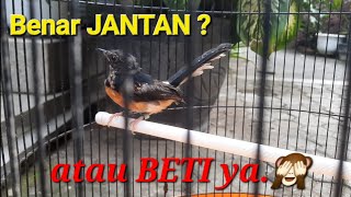 GALAU jenis KELAMIN Trotol MURAI BATU ini