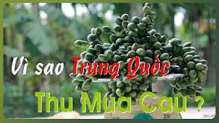 Kẹo Cau Có Tác Dụng Gì? Tại Sao Trung Quốc Thu Mua Cau Số Lượng Lớn?