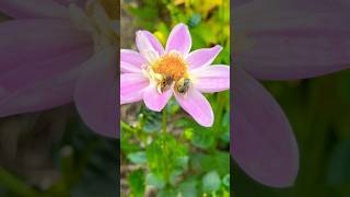 Pollinator Garden! 🌸🐝🦋#gardening #pollinators #pollinatorgarden #flowers