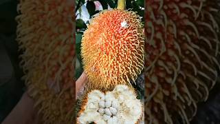 Cobain Peluntan Si Rambutan Raksasa!! #buahhutan #buahunik #shorts