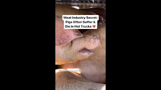 Meat Industry Secret: Pigs Often Suffer & Die in Hot Trucks 💔