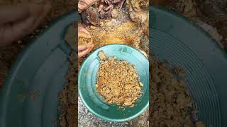 Prospecting Gold in River | Gold Findings | Nature | Gold Panning #goldpanning #shorts #shortsfeed