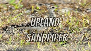 Upland Sandpiper