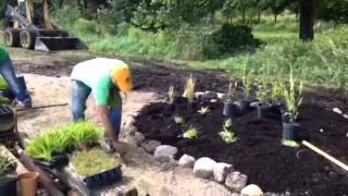 Greenlee planting a meadow