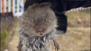 Spring cleaning in the yard… what kind of critter is this?