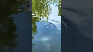 Carp bask under the water surface | Boat Lake #carpfishing #carpfishinguk #carp