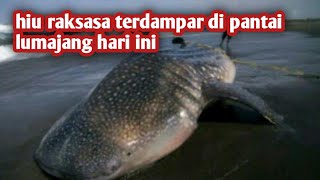 ikan hiu raksasa,hiu terdampar di pantai lumajang hari