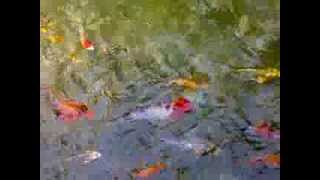 Colorful Magnificent Fish Swimming as if Dancing