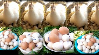 SETTING 10 HENS TO SIT ON THEIR EGGS AND HATCH ON THE SAME DAY