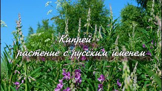 Кипрей - растение с русским именем. #лекарственныерастенияПрикамья