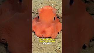 The Cute Flapjack Octopus | Scientists Even Considered Naming It Adorabilis #shorts #octopus