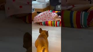 🥹😐🫡😂 #frenchbulldog  #pets #funny #goodvibes #fyp #shortsvideo #love