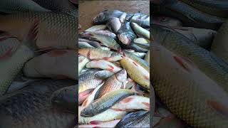 100Kg Fish Market in Village Harvesting Big Fish Daily Fishing #shorts